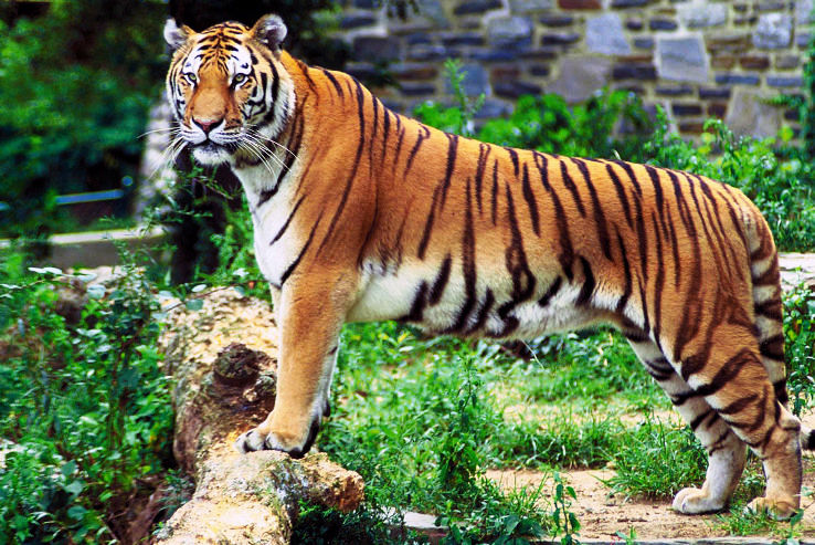 9-Mundanthurai Wildlife Sanctuary